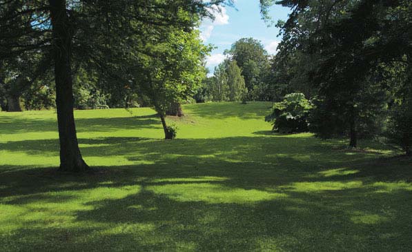Turf for shady conditions